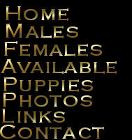 Cane Corso Breeder in Tennessee, Bellissima Cane Corsos