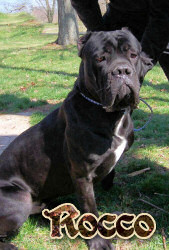 Cane Corso Breeder in Tennessee, Bellissima Cane Corsos