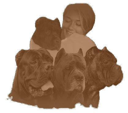 Cane Corso Puppies, Available Cane Corsos | Bellissima Cane Corsos - Cane Corso Breeder Tennessee