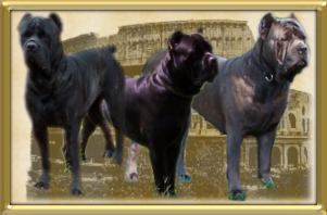 Cane Corso Breeder in Tennessee, Bellissima Cane Corsos
