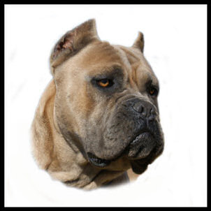 Cane Corso Breeder in Tennessee, Bellissima Cane Corsos