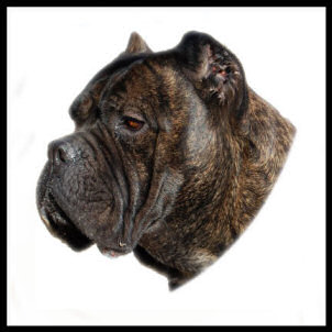 Cane Corso Breeder in Tennessee, Bellissima Cane Corsos