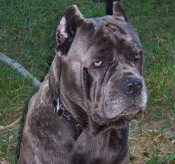 Cane Corso Breeder in Tennessee, Bellissima Cane Corsos