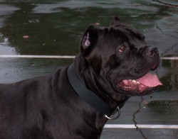 Cane Corso Breeder in Tennessee, Bellissima Cane Corsos