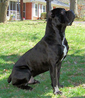 Cane Corso Breeder in Tennessee, Bellissima Cane Corsos