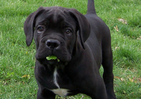 Cane Corso Breeder in Tennessee, Bellissima Cane Corsos