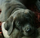 Cane Corso Breeder in Tennessee, Bellissima Cane Corsos