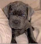 Cane Corso Breeder in Tennessee, Bellissima Cane Corsos