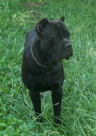 Cane Corso Breeder in Tennessee, Bellissima Cane Corsos