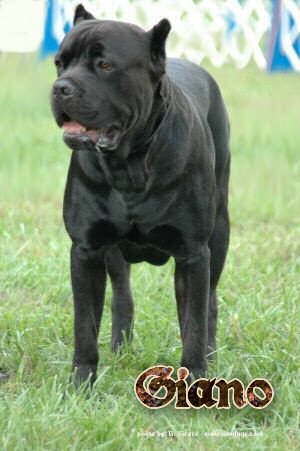 Cane Corso Breeder in Tennessee, Bellissima Cane Corsos