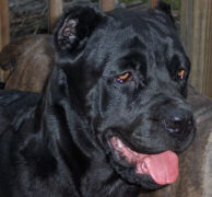 Cane Corso Breeder in Tennessee, Bellissima Cane Corsos