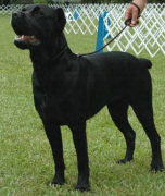 Cane Corso Breeder in Tennessee, Bellissima Cane Corsos