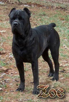 Cane Corso Breeder in Tennessee, Bellissima Cane Corsos